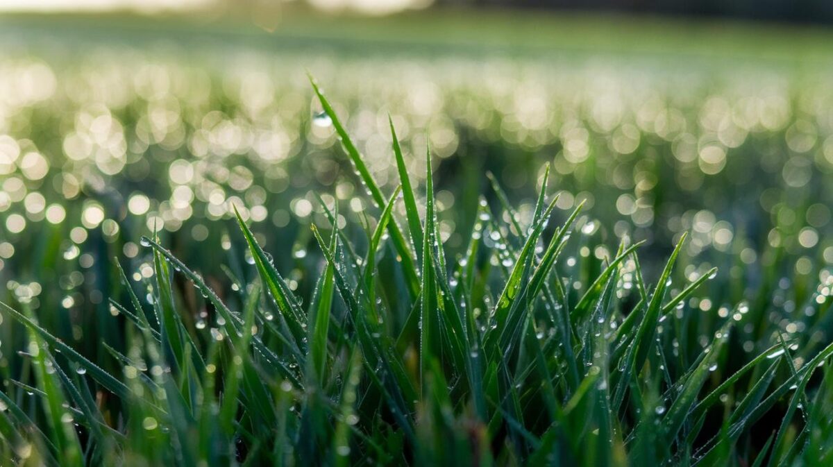 Comment la rosée matinale peut devenir une ressource précieuse pour l'hydratation de votre jardin