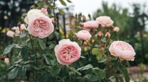 Deux méthodes naturelles pour libérer vos rosiers des pucerons de manière durable