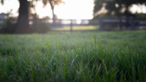 pourquoi il est temps de semer votre gazon sans retourner le sol et comment cela peut simplifier votre jardinage